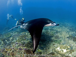 A little different manta shot. I like the way it shows th... by Christian Nielsen 